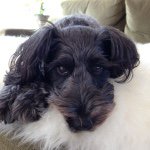 10899518_1547264252199653_1310234576_a