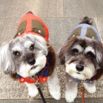 11093116_1600113850201365_671347371_a