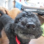 12960091_259750457696720_1582117546_a