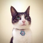 10727393_595174283941833_2098387421_a