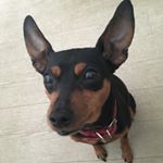 12530901_1711935975749980_630745232_a