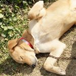 12725158_1697923190480584_2114360115_a