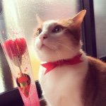 11410417_953026904727649_1898814530_a