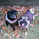 10413032_1651476931767543_744212905_a