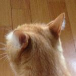 12224219_509376329224212_1336059927_a