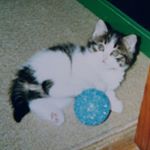 12917921_1075096189216600_2040196909_a