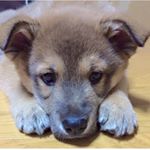 12747592_1662671260660863_1611476176_a