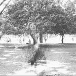 12230937_1529510750702384_1326687701_a