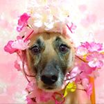 12070676_1271175482912575_1118179395_a