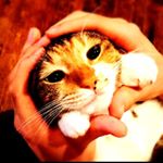 12501665_1050067208399176_892368016_a