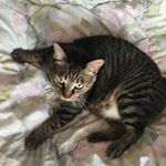 12749939_1708903992679870_318872153_a