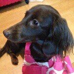 11356706_946816308709773_1450040941_a