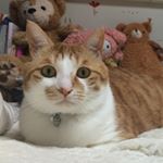 12531031_1057959337593468_2081692753_a