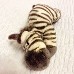 12081291_1640946939527564_1047205504_a