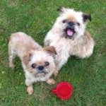 10584724_319380088229005_119863857_a