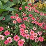 12930707_267396243597357_1804384819_a