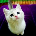 12750319_1324866180875593_873430597_a