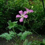 10617032_1486192628288585_157453924_a