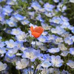 12501811_928745183906773_1860181510_a