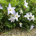 12917816_574720079363716_1260134721_a