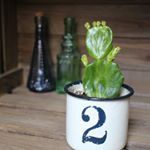 12907217_1007072929379583_131326147_a