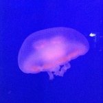 10513745_682975638452237_1359809685_a