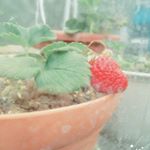 12905143_1699583410290425_2081008846_a