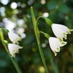 12950345_1696092567326449_1045560120_a