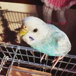 12934891_1585052268489757_2074618382_a