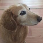 11820691_906352772784364_624748738_a