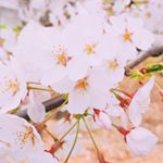 12935018_469135723281130_506849658_a