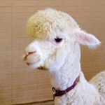 11351675_495343290632429_587948104_a