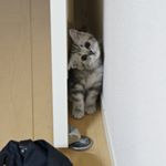 12599195_224291691260240_992067694_a