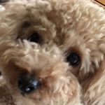 12976147_1729712173933542_1890342763_a