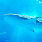 12555973_1048593381873784_106584141_a