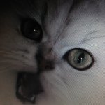 11925830_772628516179939_934548303_a