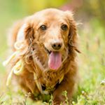 12677261_151978285185822_1565329253_a