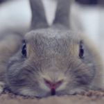 12960189_1058182064249743_82661628_a