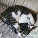 12446240_1553809884933934_471900266_a