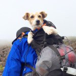 11325773_1459586727690454_1735390451_a