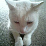 11925751_1697355753830169_270183881_a