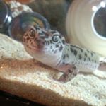 12081184_154467911568212_1271245160_a