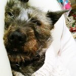 11820634_1678501229032392_533702235_a