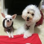 10520301_1643686612539522_2054428944_a