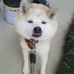 12407430_894570967307166_882093127_a