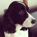 12907329_245186839162923_1649233069_a