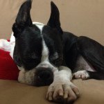 11820710_1629533210637725_2036522771_a