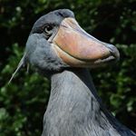 11856862_919191324815836_1637773958_a