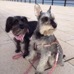 10919069_901838369848897_1212469570_a