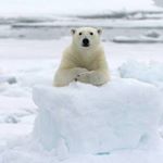 11925738_158498351155969_1552151293_a